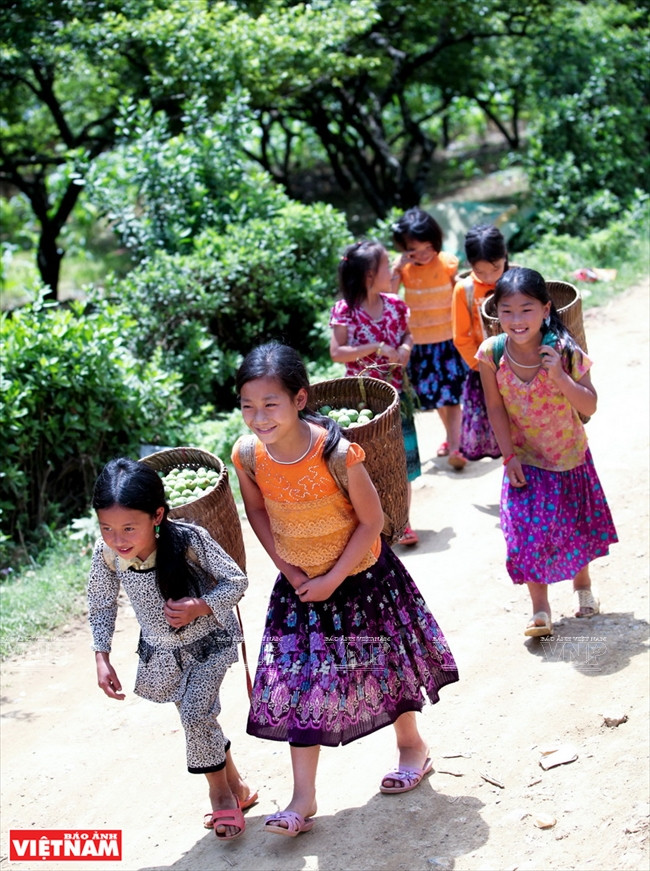 Des H’Mông de la commune de Loong Luông aux hottes chargées de prunes.