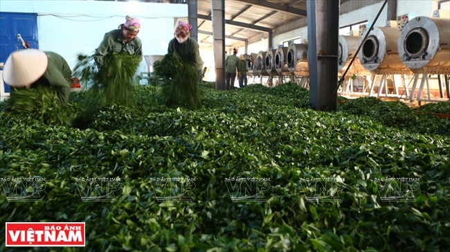 Le district de Môc Châu a développé 1.822 ha de théiers, concentrés dans cinq communes et bourgs. Dix entreprises chinoises et taïwanaises y mènent des activités de production ou de commerce de thé.