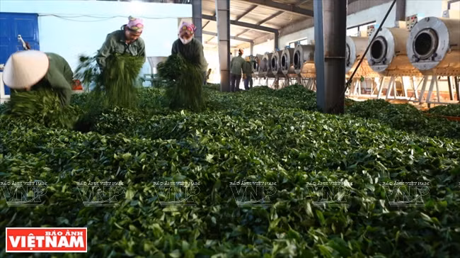 Le district de Môc Châu a développé 1.822 ha de théiers, concentrés dans cinq communes et bourgs. Dix entreprises chinoises et taïwanaises y mènent des activités de production ou de commerce de thé.