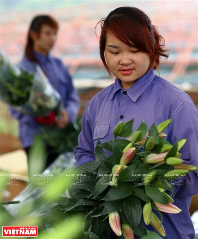 Avec son climat tempéré toute l'année, Môc Châu est l’endroit idéal pour les fraises et les lys. 