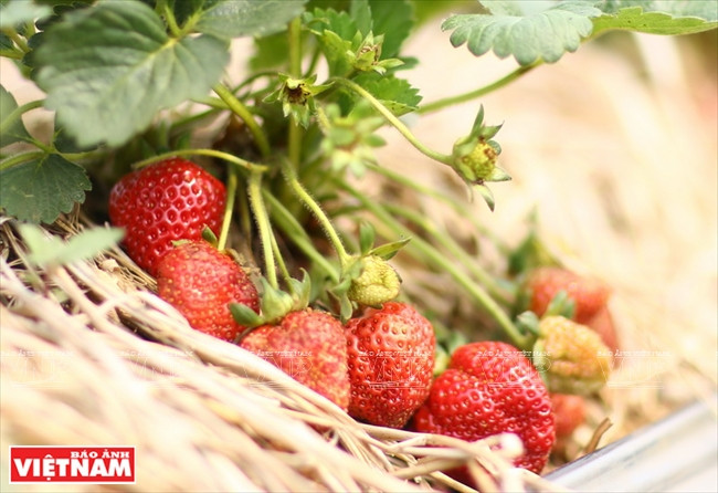 Dans l'avenir, la province privilégiera la modernisation des technologies de conservation après récolte des produits agricoles et largement promouvoir ces spécialités sur les marchés nationaux et étrangers.