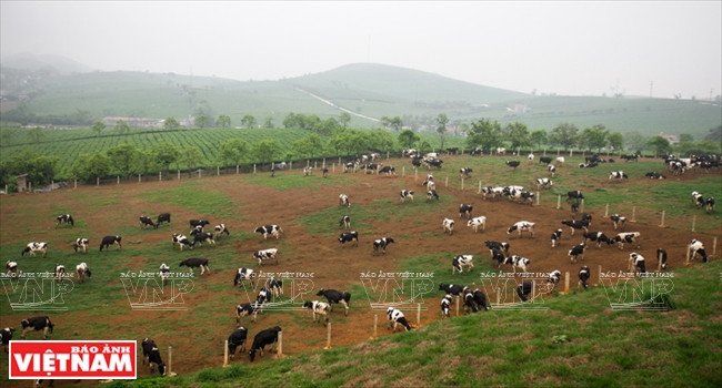 Le district de Môc Châu a développé un cheptel de 5.000 vaches laitières et compte devenir la plus grande zone d’élevage laitier d’Asie du Sud-Est d’ici à 2020. 