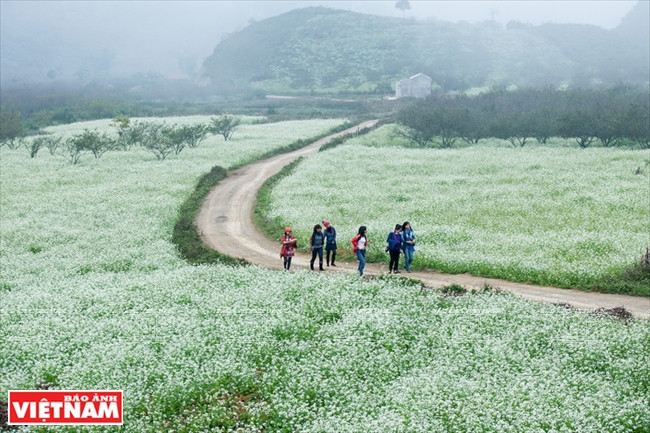Floraison des colzas blancs sur le Plateau de Môc Châu (cultivés pour la fabrication de biocarburants).