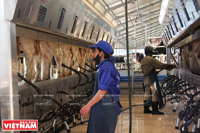 Chaîne de traitement à la société de lait Môc Châu.