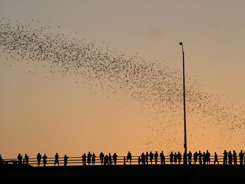 Migration des chauves-souris à Austin. Elles font notamment une étape par le Texas et le Congress Avenue Bridge lors de leur grande transhumance. Credit photo : BBC Travel