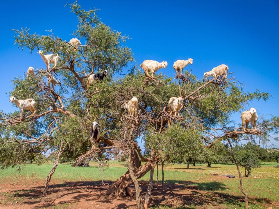 Au Maroc, les moutons grimpent dans les arbres pour manger les jeunes pousses et les fruits. ​Credit photo : Lonely Planet