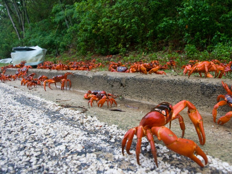 A la saison des pluies, les crabes rouges des forêts tropicales de l'Île Christmas migrent vers les plages de l’Océan Indien pour se reproduire. Credit photo : Huffington Post