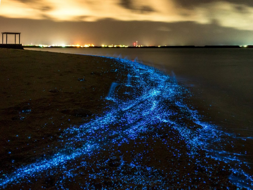 Il existe aux Maldives et à P​orto Rico de fantastiques plages qui s'illuminent la nuit et donnent l'impression que le ciel étoilé se reflète dans la mer. Il s'explique par la présence dans l'eau "de millions de phytoplanctons bioluminescents". Credit photo : National Geographic