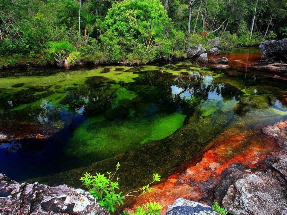 La Cano Cristales (ou rivière des cristaux en espagnol) est aussi parfois appelée l’"arc-en-ciel liquide", tant ses couleurs sont changeantes. Les teintes roses et pourpres de la rivière sont dues à une plante, la Macarenia clavigera. ​Credit photo : BBC Travel