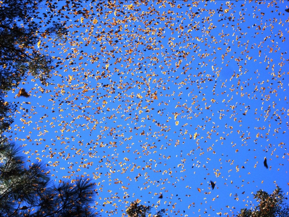 Les Monarques, grands papillons orange et noirs, sont célèbres pour leur migration annuelle du Canada jusqu'au Mexique. Credit Photo : United States Department of Agriculture