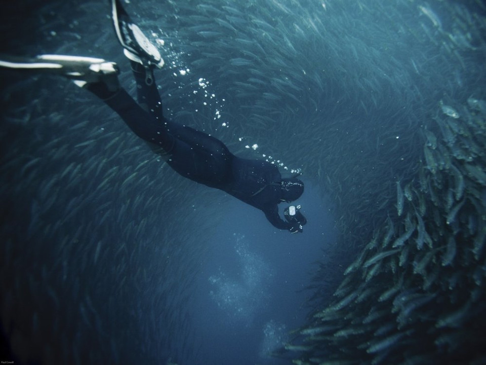 Chaque année, entre mai et juillet, des millions de sardines remontent le long de la côte est sud-africaine pour aller pondre plus au Nord : c’est le spectaculaire Sardine run. ​Credit photo : Daily Mail