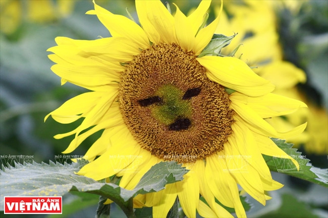 Image du Soleil sur le champ de fleurs.