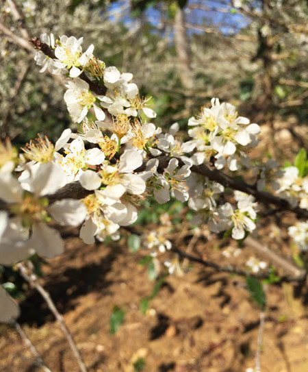 Les fleurs de prunier s’épanouissent pendant seulement une dizaine de jours.