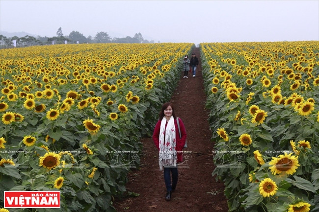 Les tournesols sont cultivés pour fournir de la nourriture ​aux animaux à la ferme, mais afin de plaire aux visiteurs, les fleurs sont cultivées avec soin et arrangées en belles lignes.