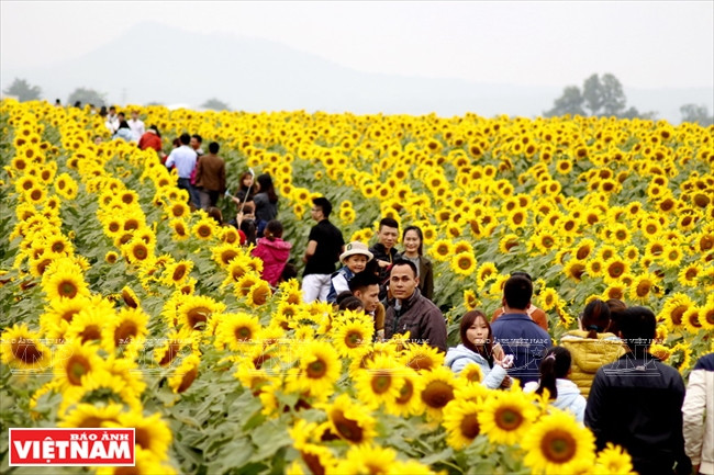 Le champ de tournesol est devenu une destination populaire pour les jeunes visitant Nghê An.