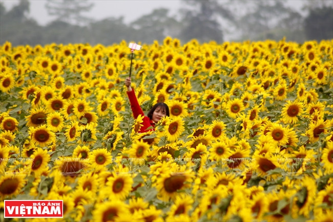 Les tournesols sont un symbole d'optimisme et d'espoir. Même pendant les sombres jours d'hiver, la région est encore magnifique en raison de ses milli​ers de fleurs jaunes.