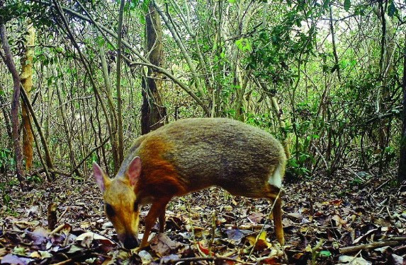 Solitaire et timide, l’animal semble marcher sur la pointe des pieds et possède deux petits crocs. Photo: Vietnam+
