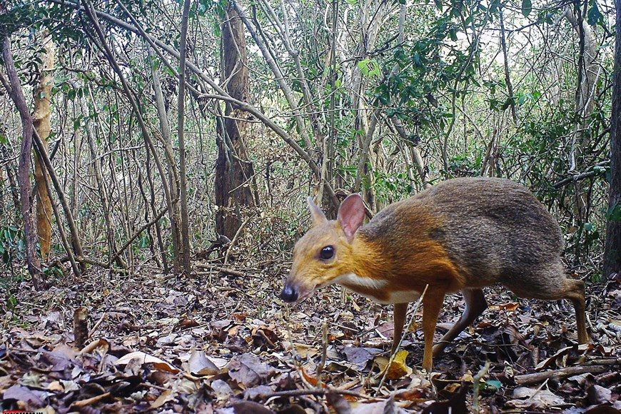 Le chevrotain à dos argenté, dont l’apparence mêle corps de biche et tête de souris, vit au cœur d’une région montagneuse au centre du Vietnam. Photo: Vietnam+
