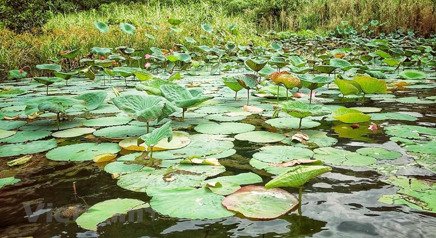 Trang An est une forêt primaire d'une grande diversité sur le plan de la flore comme de la faune.