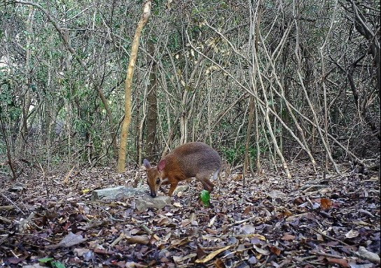 Malgré son nom, le chevrotain à dos argenté n’est ni un rongeur ni un ruminant, mais le plus petit ongulé du monde. Photo: Vietnam+ 