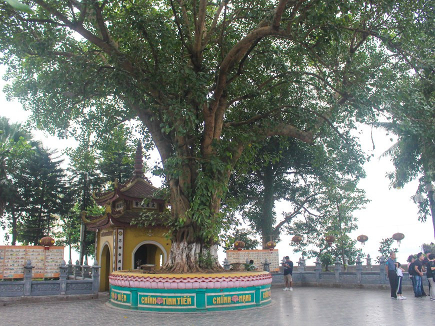 Le Premier ministre indien Razendia Prasat a offert à la pagode un arbre Bodhi lors de son voyage au Vietnam en 1959. La plante était une branche de l'arbre sacré du bodhi où Sakyamuni était assise en position de méditation zen et a atteint l'illumination en Inde il y a 25 siècles. Photo: Vietnam+