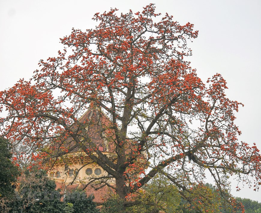 Le kapokier a pour nom scientifique bombax ceiba. Au Vietnam, cet arbre appartenant à la famille des bombacacées est souvent planté dans la campagne au Nord, le long des chemins vicinaux ou sur les petites collines qui trônent au milieu des rizières. Sa beauté est due à un mariage harmonieux entre simplicité, quiétude et splendeur. Un kapokier peut atteindre 25 m de haut dans son milieu naturel et produit de grandes fleurs rouges charnues, d’un diamètre de 10 cm, après la chute des feuilles. Ses fleurs comportent cinq pétales pour le bonheur des enfants qui aiment les ramasser pour produire des colliers et des bracelets. Photo: VietnamPlus