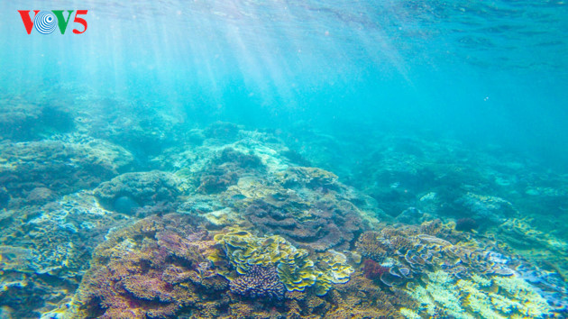 Des spécimens de roche de Ganh Yen ont été envoyés aux Pays-Bas pour des analyses, en vue d’une éventuelle inscription de cette côte et de l’île de Ly Son sur la liste des parcs géologiques de la province, puis de l’UNESCO. 