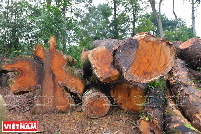 Le bois de jacquier, matière première de la cloche bouddhique. Photo : Thanh Hoà