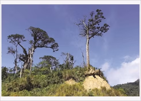 Un groupe de fokienias.