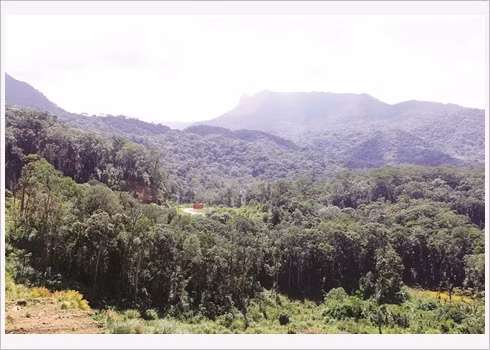 La jungle de Lang Biang demeure intacte. 