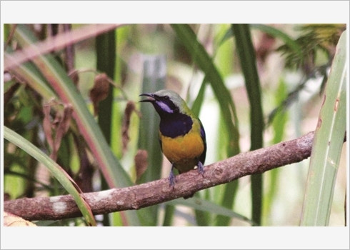On y retrouve près de 229 espèces d’oiseaux endémiques…