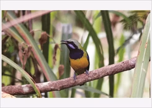 On y retrouve près de 229 espèces d’oiseaux endémiques…