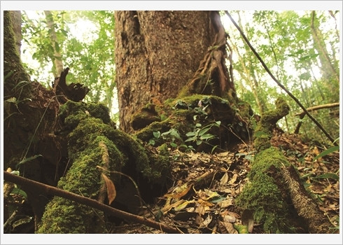 … et d’arbres millénaires aux racines hors normes.