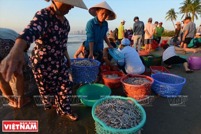 Le marché des produits de pêche Tho Quang se tient tous les bons matins au pied de la péninsule de Son Trà.