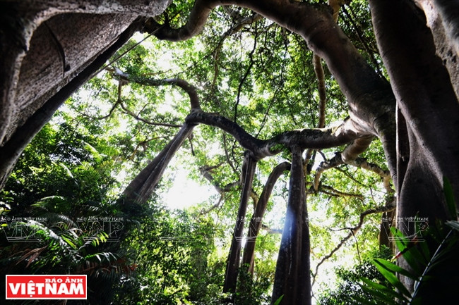 Des arbres séculaires à la péninsule de Son Trà.