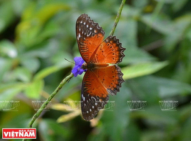 Ce lieu abrite de nombreuses espèces florales et animales sauvages et précieuses.