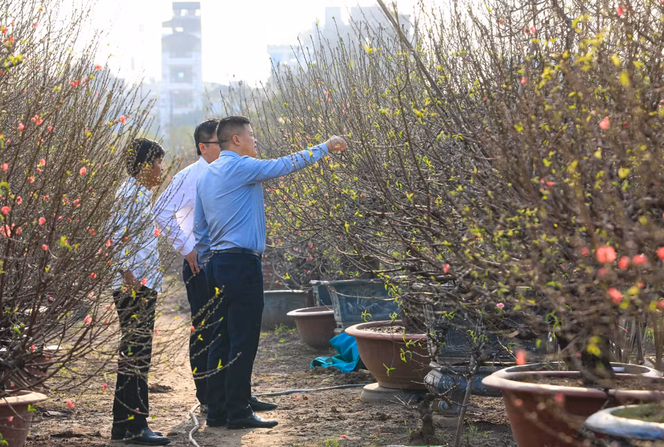 Il reste encore 20 jours avant le Nouvel An lunaire de l’Année du Dragon 2024. De nombreux personnes viennent dans les jardins à Nhât Tân pour acheter des pêchers. Photo: VNA