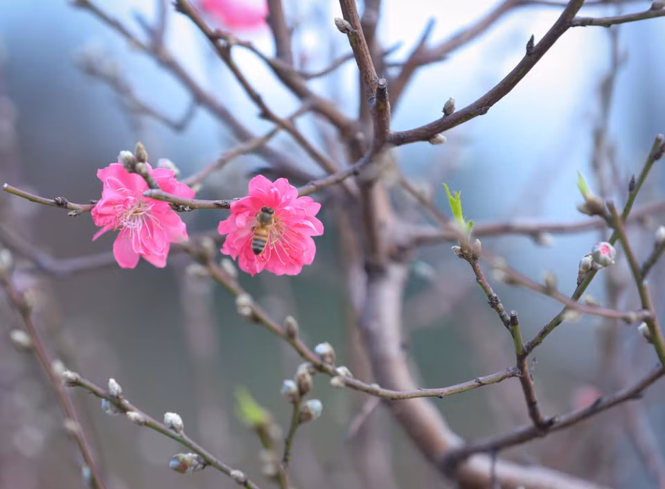 Les fleurs de pêcher s'épanouissent à l'arrivée du printemps. Photo: VNA