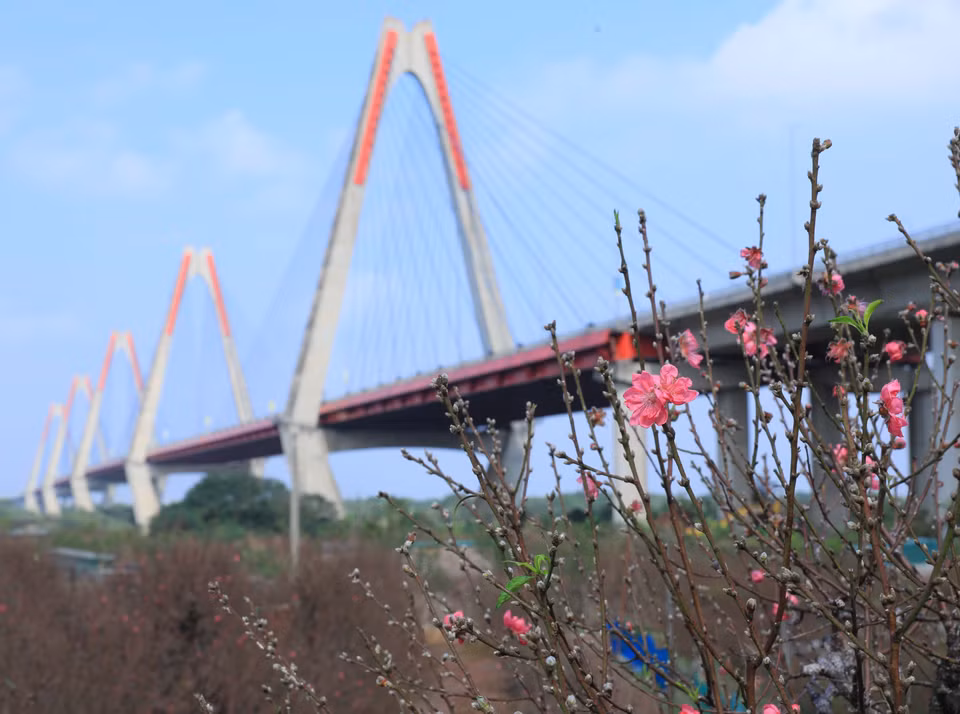 Le rouge éclatant des pêchers fleurissant à Nhât Tân annonce l'approche du Têt. Photo: VNA