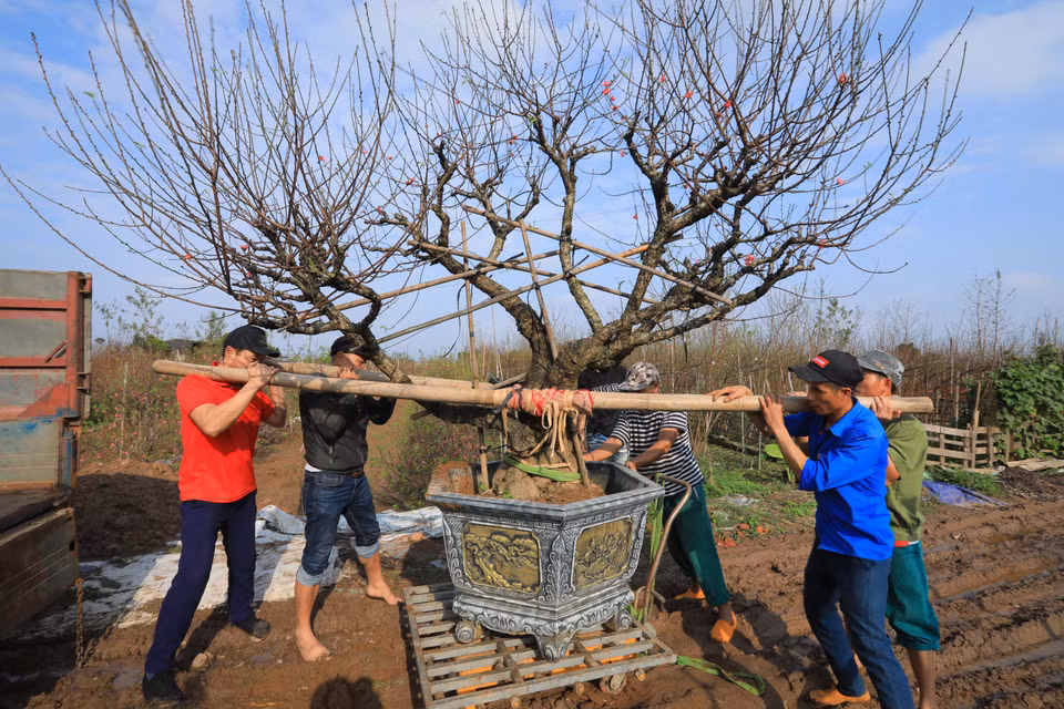 Des pêchers de Nhât Tân sont transportés dans toutes les régions du pays. Photo: VNA