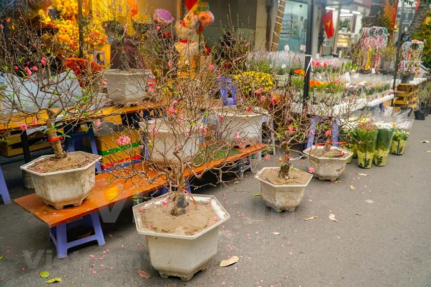 Le marché aux fleurs de Hang Luoc existe depuis près de cinq siècles, même s'il n'ouvre qu'avant le Nouvel An lunaire. Entre le 23e et le 30e jour du dernier mois de l'année lunaire, les floriculteurs des villages de banlieue tels que Ngoc Ha, Tu Lien, Nghi Tam, Nhat Tan et Quang Ba, entre autres, mettent leurs produits en vente au marché. Beaucoup de gens viennent simplement pour admirer la beauté des plantes et profiter de l'atmosphère Têt. On peut y trouver l'élégance et la générosité dans la pratique du bonsaï de Trang An (l'ancien nom de Hanoï). Les fleurs sont sélectionnées avec soin car elles devraient fleurir le premier jour du Têt. Photo: VietnamPlus