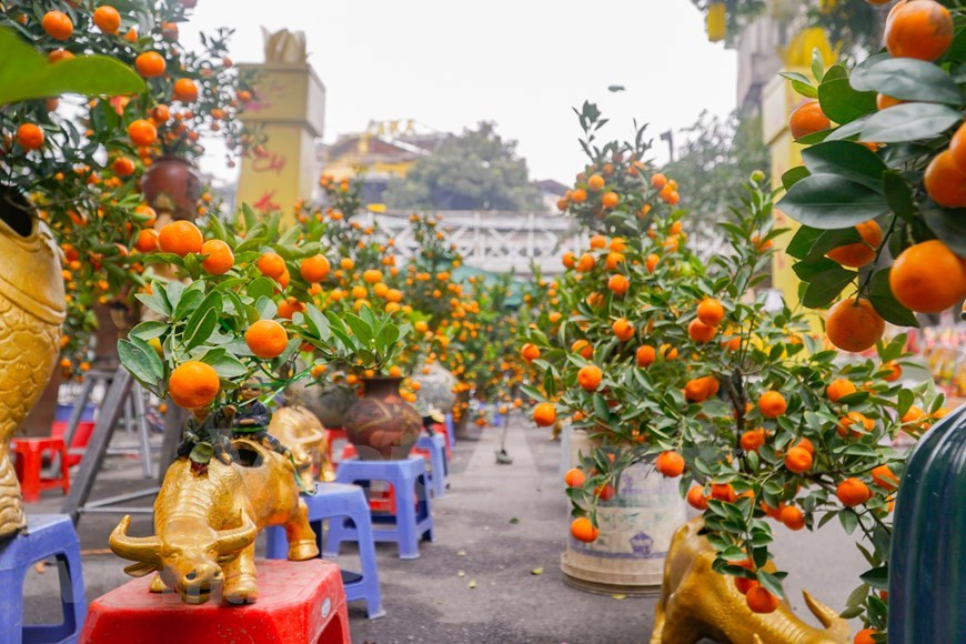 Des arbres de kumquats sont plantés dans des pots en forme de buffle qui est l'animal du zodiaque chinois qui gouverne l'année. Le buffle est aussi un symbole culturel du Vietnam, qui représente de nombreuses qualités que les Vietnamiens apprécient, telles que la diligence, une disposition douce et la loyauté, et peut également symboliser de puissants guerriers. Le buffle apparaît dans de nombreux aspects culturels au Vietnam depuis les temps les plus anciens jusqu'à nos jours, y compris des histoires sur les héros du pays, de vieux dictons, des estampes de Dong Ho, des festivals et la poésie comme symbole d'une vie paisible et prospère, ainsi que comme mascotte dans les événements culturels et sportifs. Photo: VietnamPlus