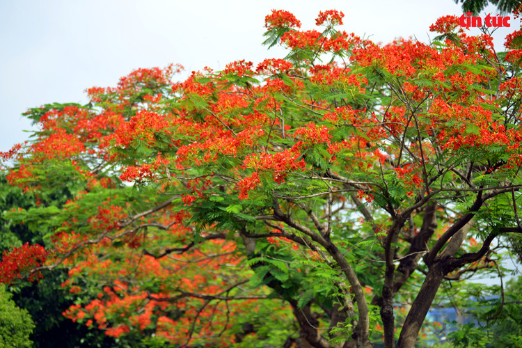 Les rues sont sublimées l'été par le rouge des fleurs de flamboyants. Photo: VNA
