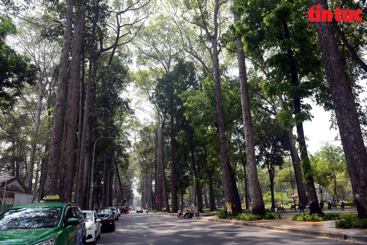 La rue Truong Dinh (arrondissement 1) est bordée de vieux arbres, créant de l'ombre qu'apprécient les habitants . Photo : baotintuc.vn