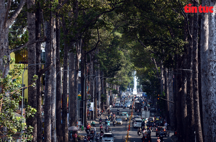 Sous la chaleur intense d’Hô Chi Minh-Ville, les rues bordées d’arbres aident les habitants à se sentir plus à l’aise. Photo : baotintuc.vn