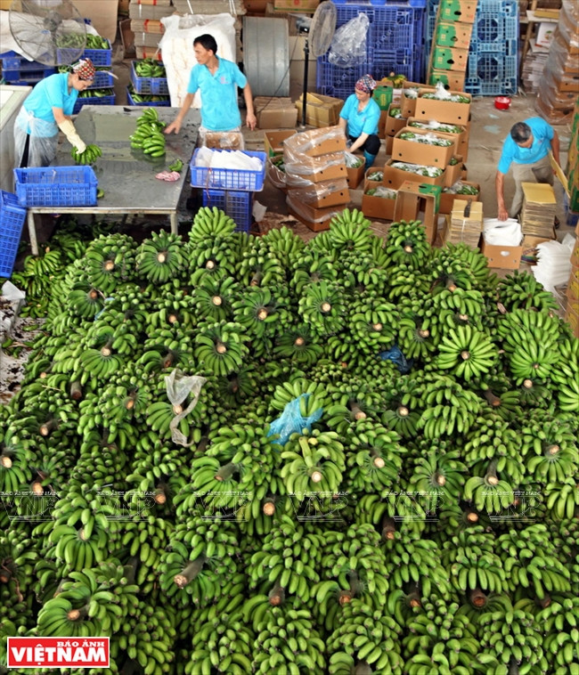 Les régimes de bananes sont lavés et emballés dans les locaux de la société Thuân Tam Thanh (3T). 