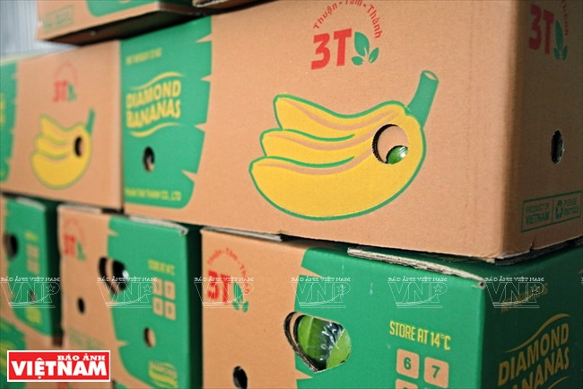 La SARL Thuân Tam Thanh (marque commerciale 3T) exporte chaque jour une vingtaine de tonnes de bananes vers la Russie, la Malaisie, la République de Corée et les pays arabes.