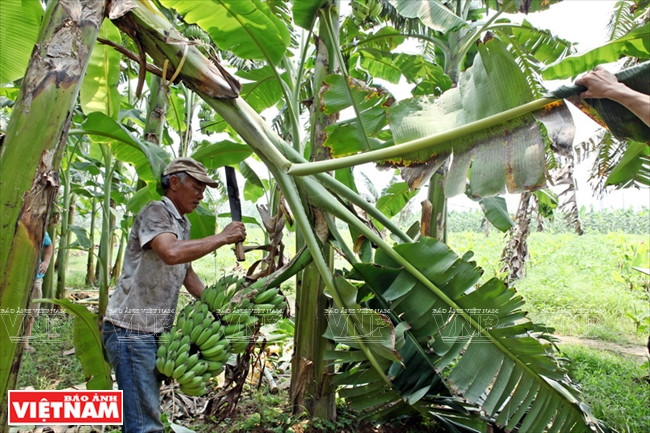 Un pied de bananier ne produit qu’une fois. Après, il doit être remplacé.
