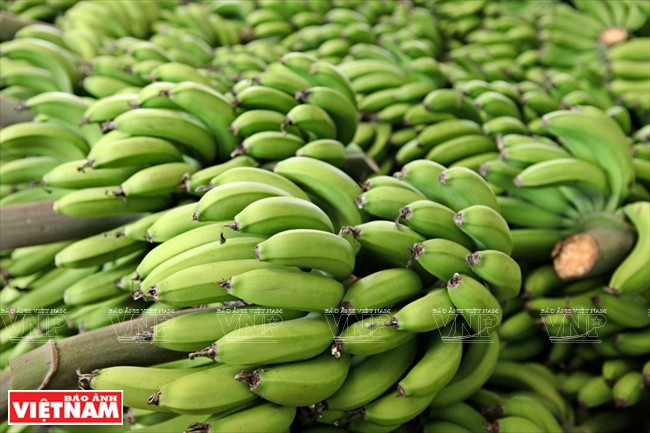 Il faut protéger les bananes des insectes qui détruisent les jeunes fruits, et aussi des températures trop basses. 