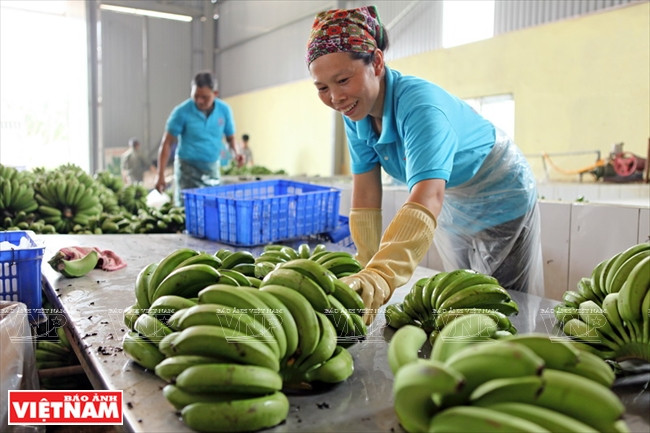 Les régimes de bananes sont immergés dans la solution Tecto 0,2%, laissés à sécher et conservés dans des boîtes en carton. 